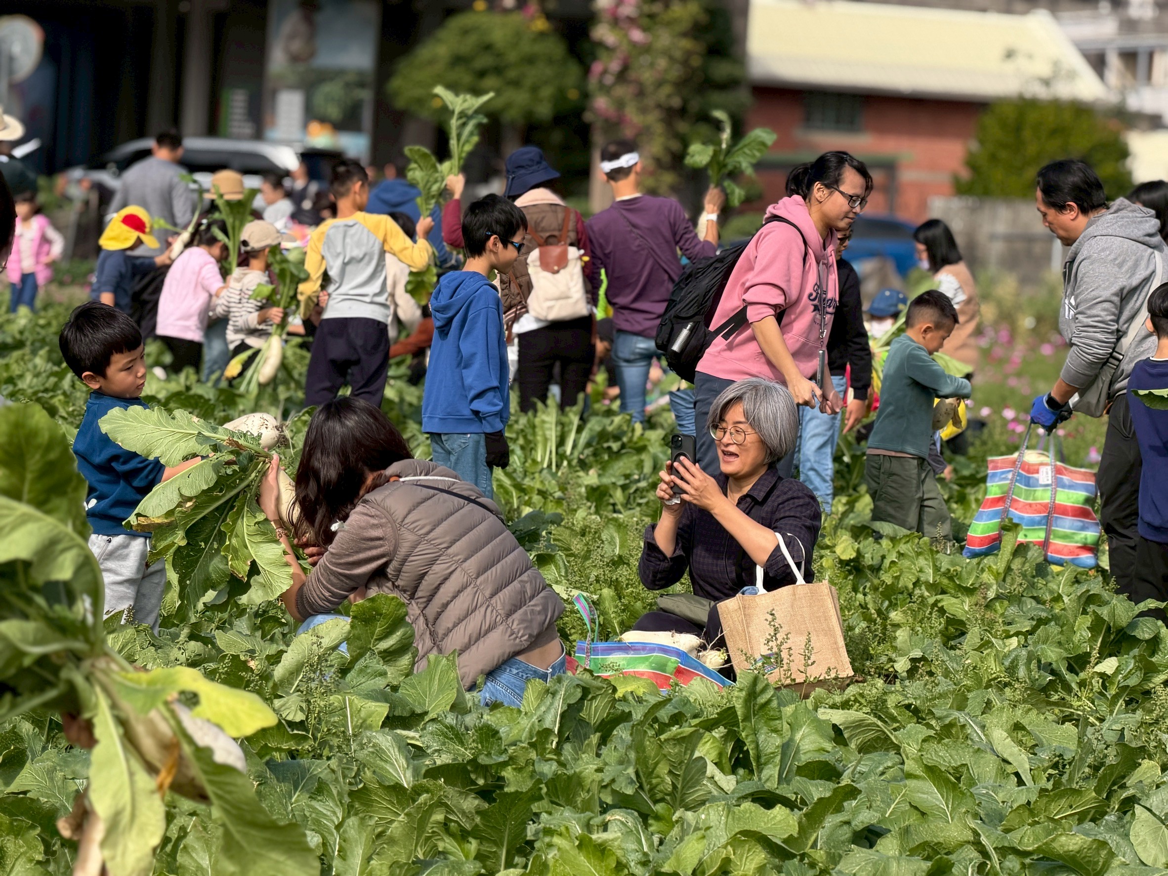 115年食農教育創新整合計畫-食農小教室-拔蘿蔔