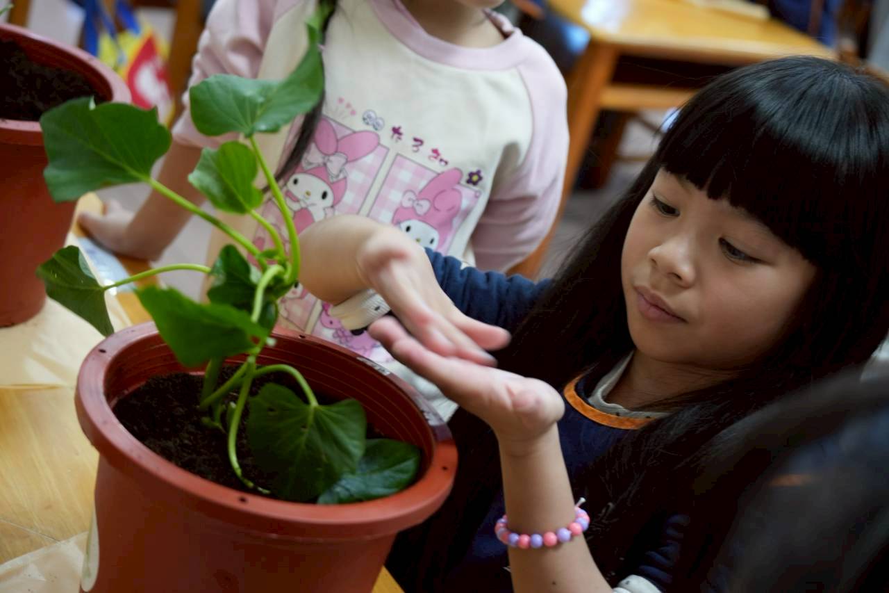 地瓜食農-龍峰國小附設幼兒園-把地瓜種回來